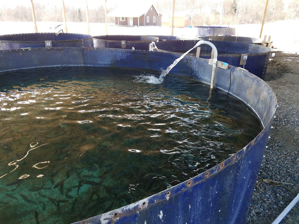 Hicklings Fish Farm Inc | 143 Hickling Rd, Edmeston, NY 13335, USA | Phone: (607) 965-8488