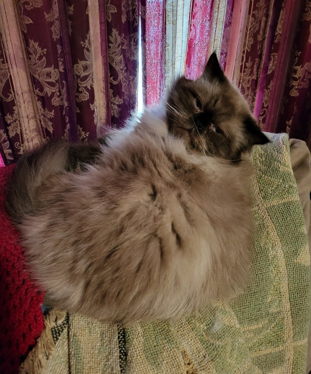 Credence Veterinary Clinic PLLC | 2389 US-59, Beeville, TX 78102, USA | Phone: (361) 358-1711