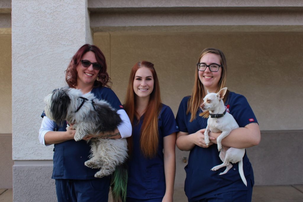 American Pet Hospital | 3879 E Sunset Rd, Las Vegas, NV 89120, USA | Phone: (702) 454-7740