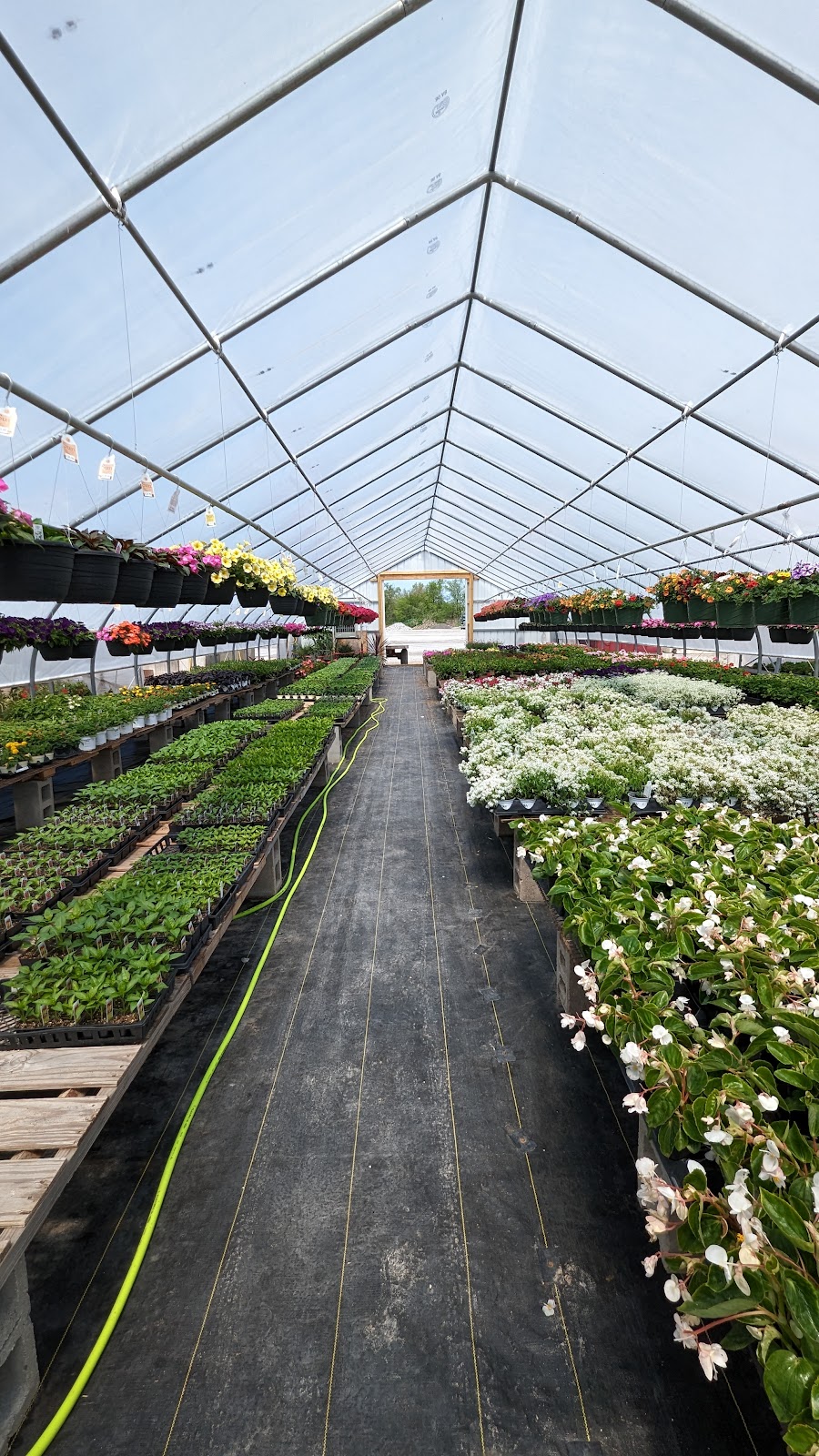 Meyers Greenhouse & Nursery, LLC | 1471 W St Louis St, Nashville, IL 62263, USA | Phone: (618) 327-3712