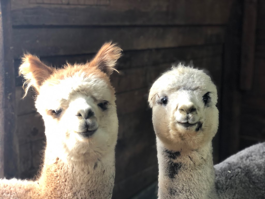 Crazy Hair Alpacas | 11347 Mustang Rd, Franktown, CO 80116, USA | Phone: (303) 960-8705