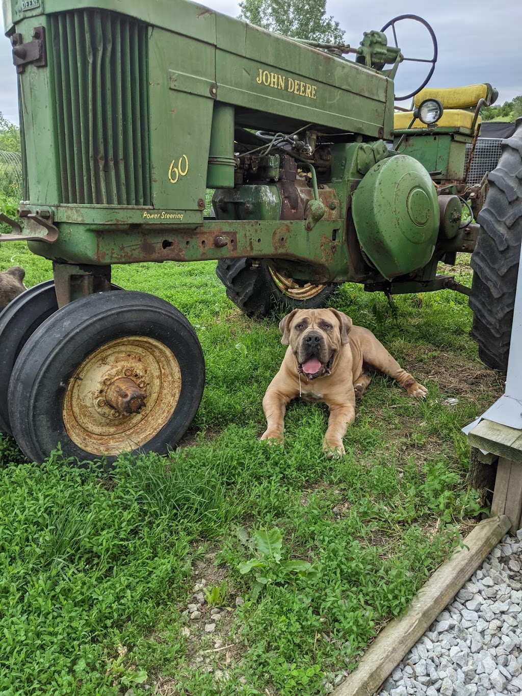 Fremont County Veterinary PC | 2838 U.S. 275 Bypass, Sidney, IA 51652, USA | Phone: (712) 374-2721