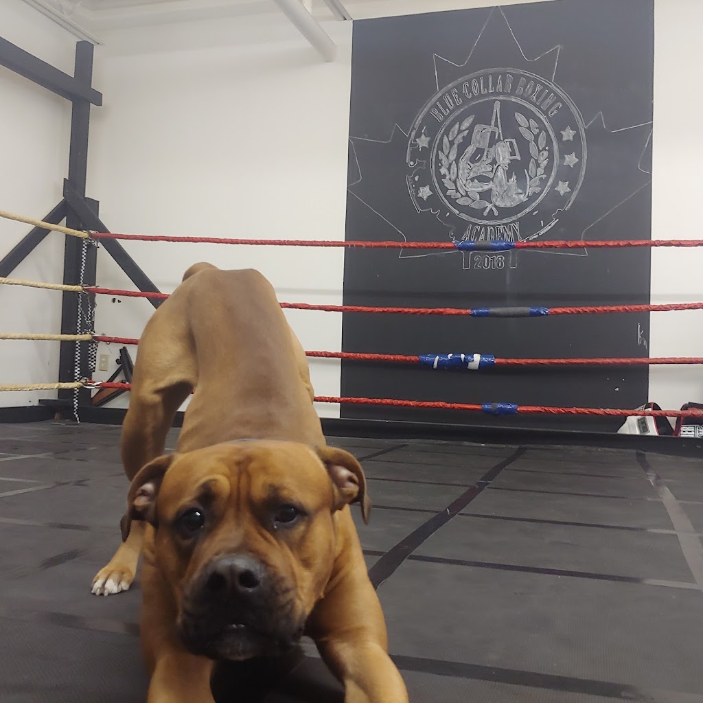 Blue Collar Boxing Academy | 3675 Tecumseh Rd E, Windsor, ON N8W 1H8, Canada | Phone: (519) 991-0055