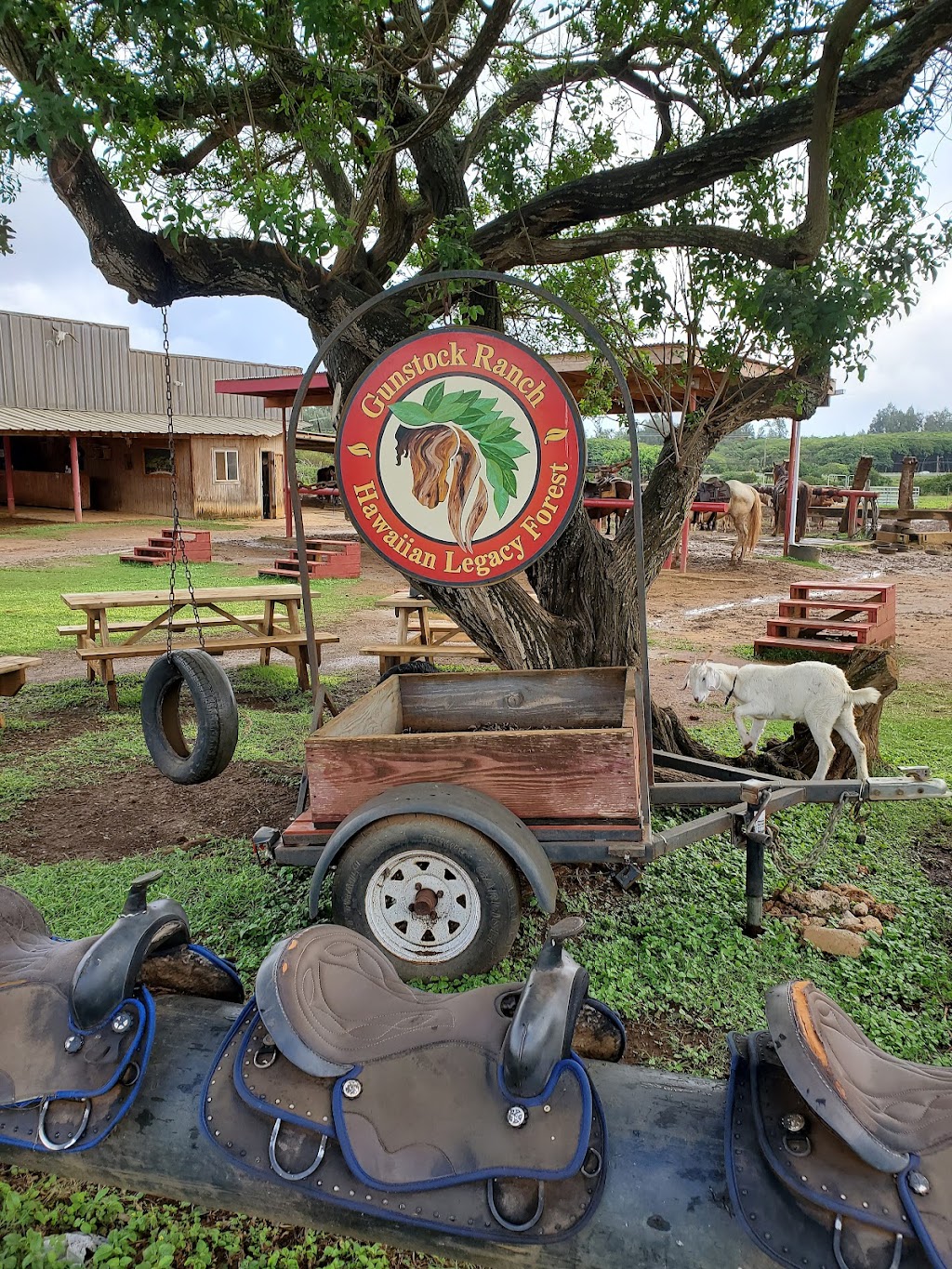 Gunstock Ranch | 56-250 Kamehameha Hwy, Kahuku, HI 96731, USA | Phone: (808) 341-3995