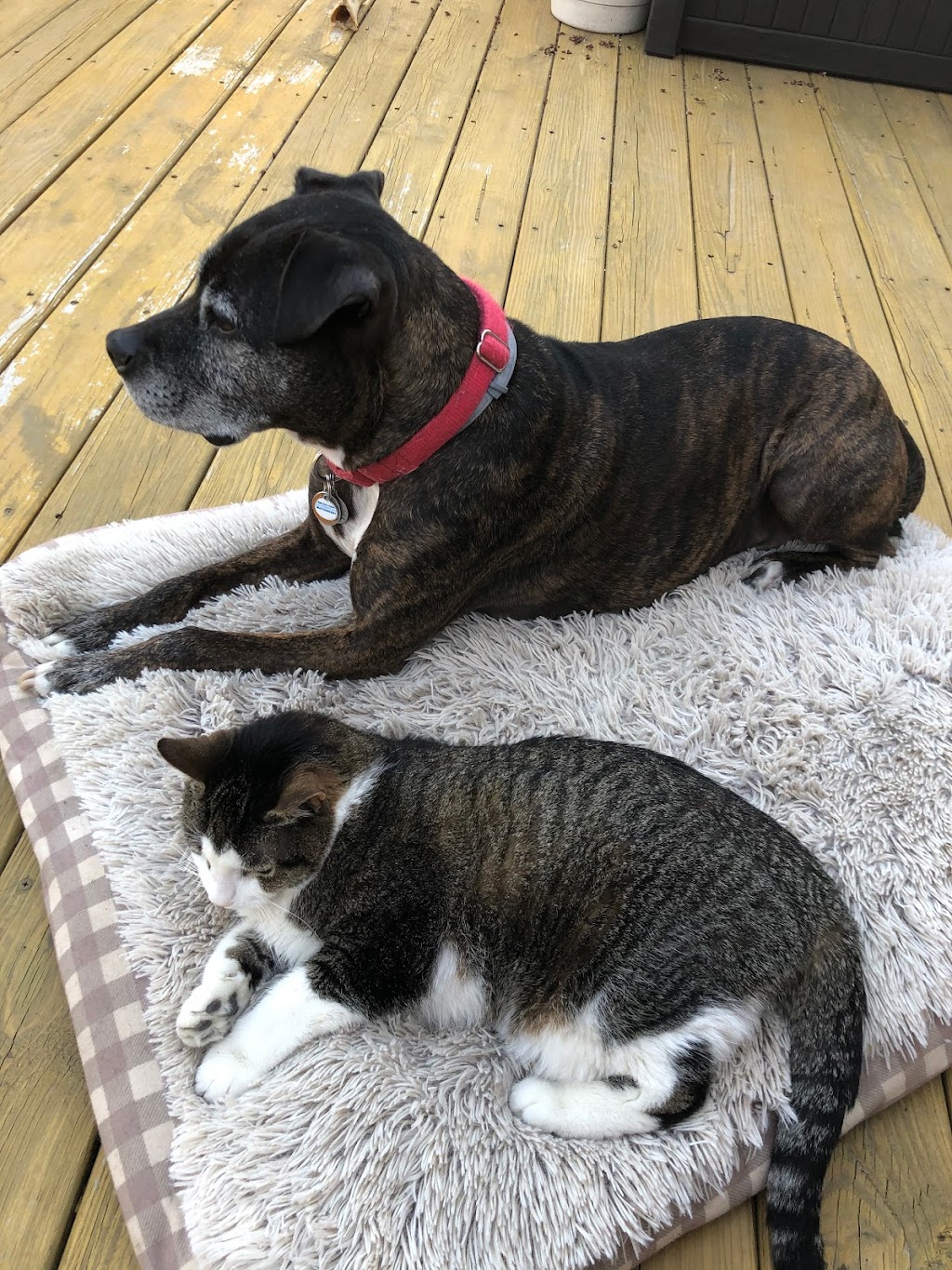 Kittanning Veterinary Hospital 170 E Brady Rd, Kittanning, PA 16201