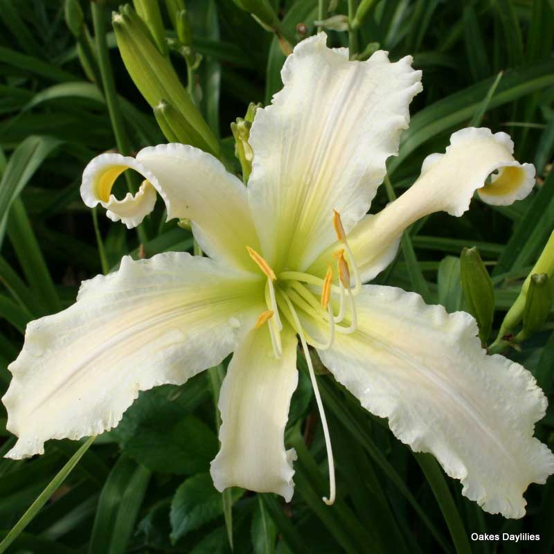 Heavenly Angel Day Lilies | 50454 Russell Rd, New London, NC 28127, USA | Phone: (704) 463-5200