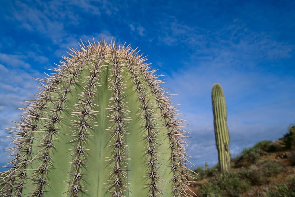 AZ Cactus Experts | 3030 N 35th Ave Suite 126, Phoenix, AZ 85017, USA | Phone: (602) 413-5920