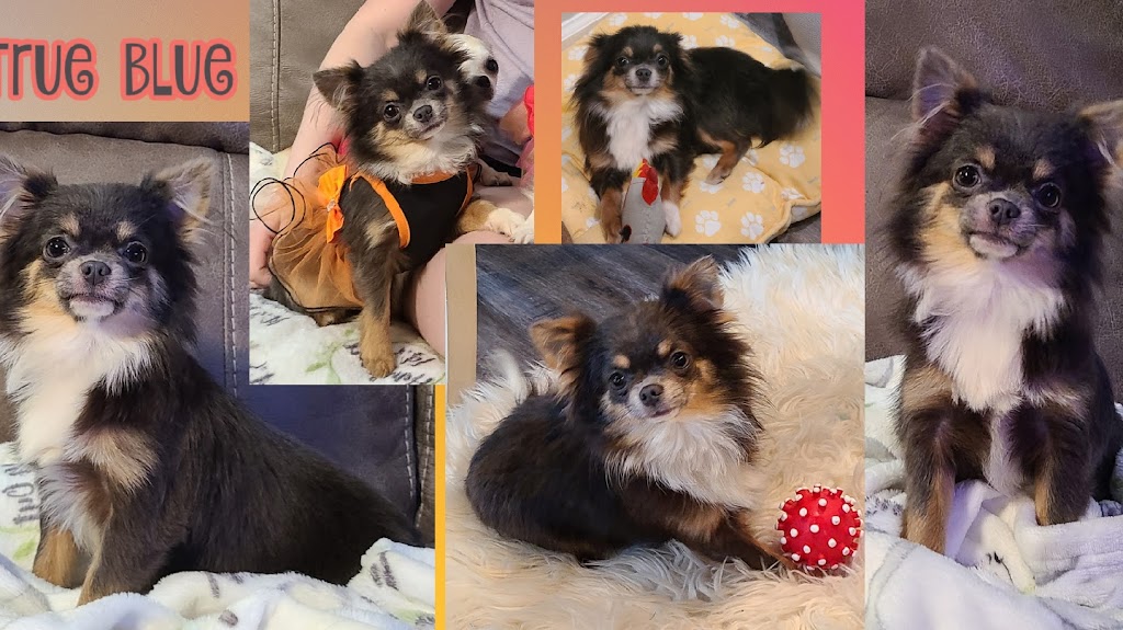 chihuahuas unlimited | 61315 Pugh Rd, Lacombe, LA 70445, USA | Phone: (985) 445-2878