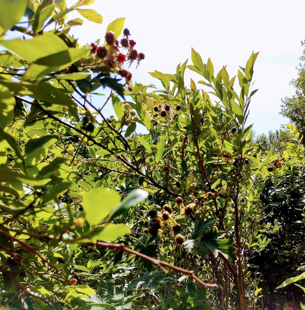 Pine Lake Blueberry Farm | 21509 SE 28th Ln, Sammamish, WA 98075, USA | Phone: (425) 270-9137