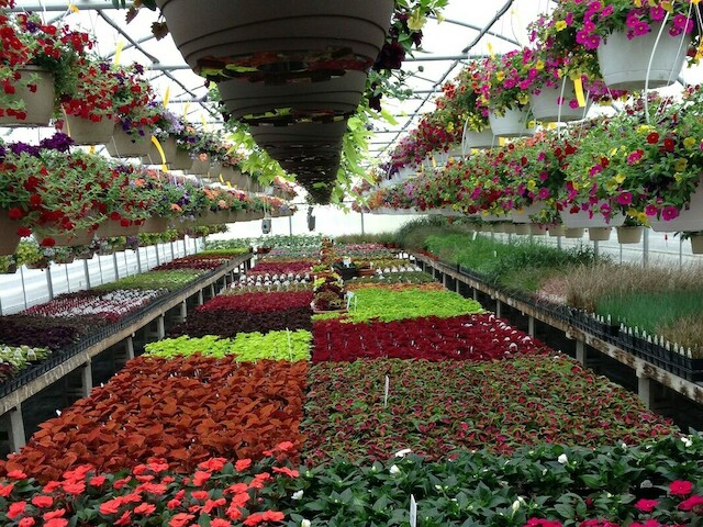 Lost Lake Acres Greenhouse | W11534 Co Rd DE, Fall River, WI 53932 | Phone: (920) 484-6044