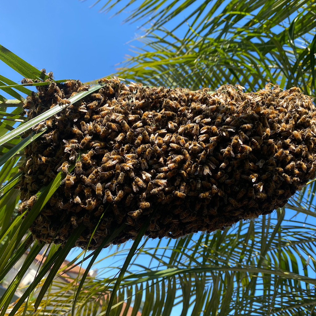 Victory Bee Removal | 3125 Jemez Dr, San Diego, CA 92117, USA | Phone: (619) 494-0757