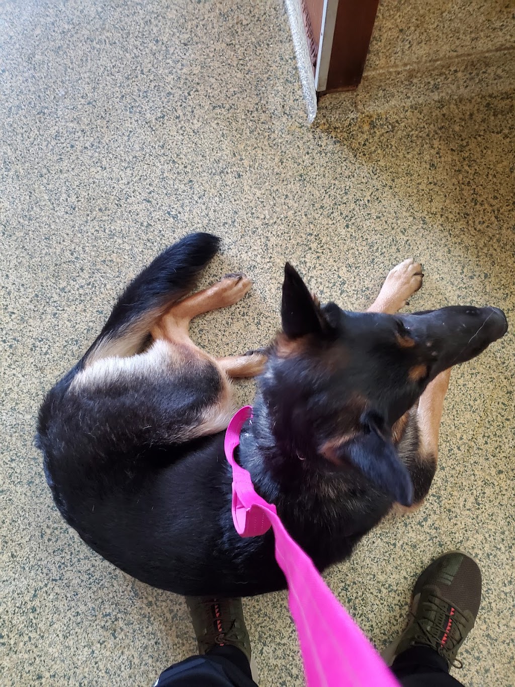 Non Profit Spay & Neuter Clinic | 1315 W Olive Ave, Porterville, CA 93257, USA | Phone: (559) 615-1116