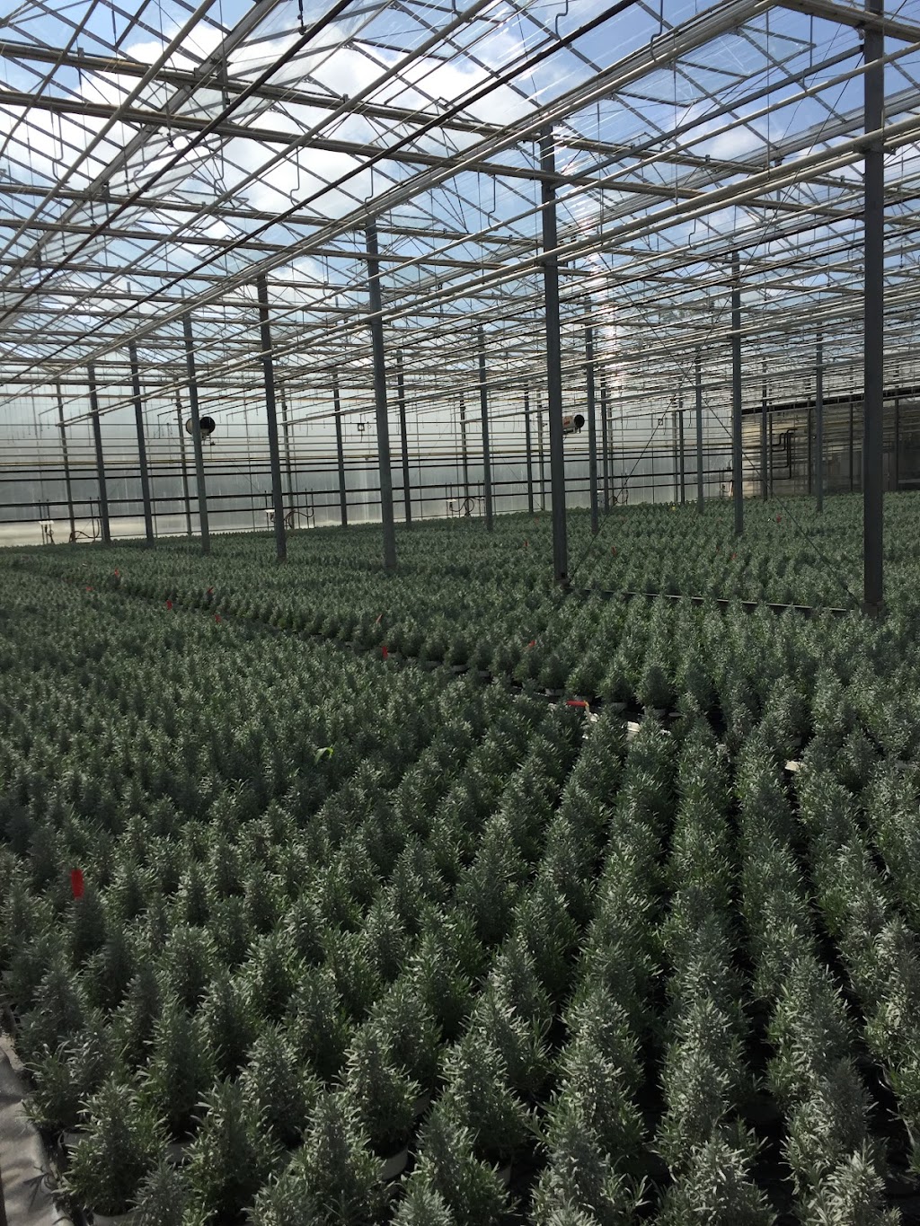 Van Zanten Greenhouses Inc | 879 Foss Rd, Fenwick, ON L0S 1C0, Canada | Phone: (905) 892-1689