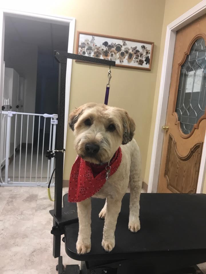 Dogs Retreat | 898 Troy-Schenectady Rd, Latham, NY 12110, USA | Phone: (518) 698-2873