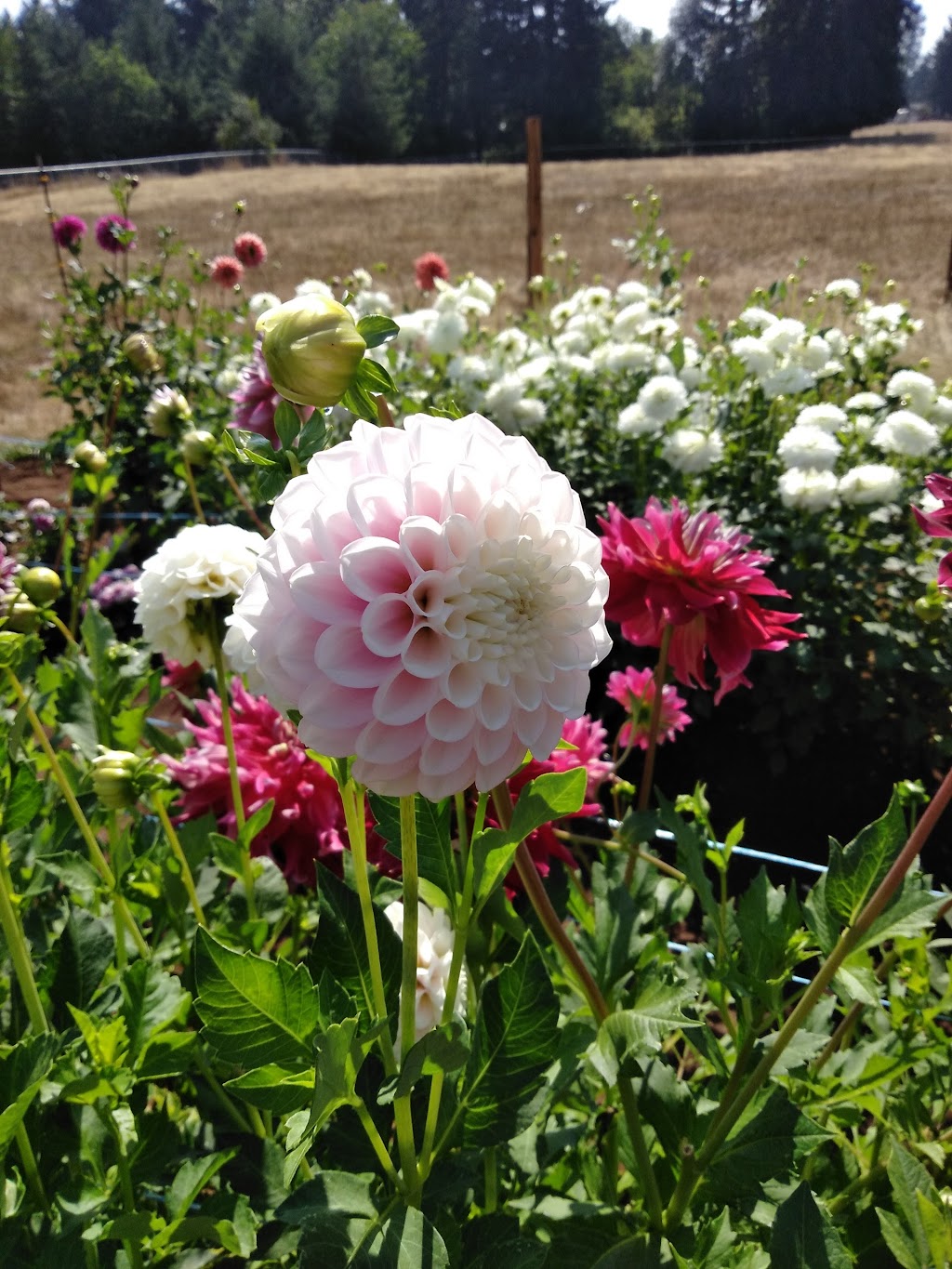 Barberton Blooms | 6401 NE 144th St, Vancouver, WA 98686, USA | Phone: (360) 953-0802 Barberton Blooms | 6401 NE 144th St, Vancouver, WA 98686, USA | Phone: (360) 953-0802