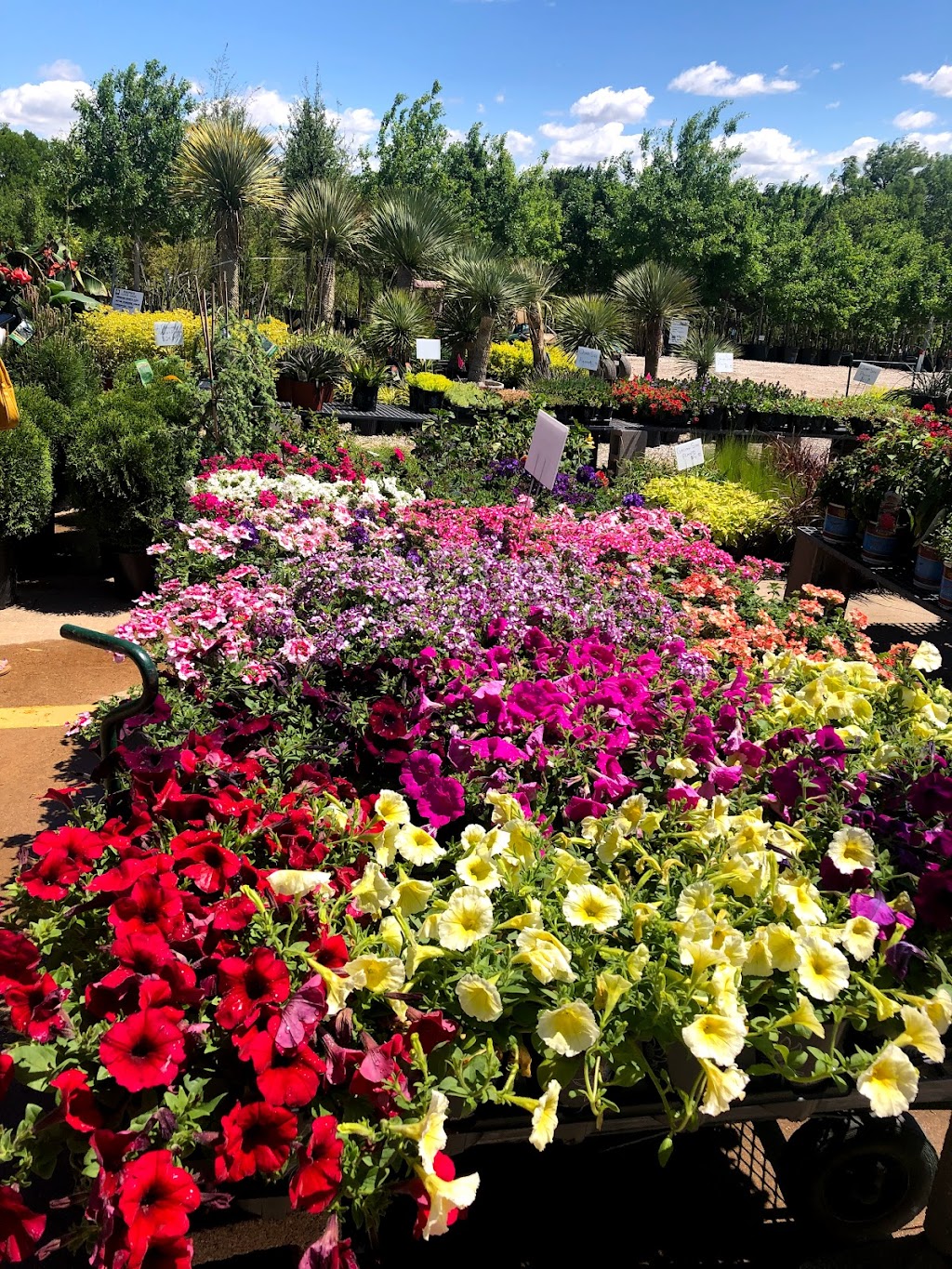 The Tree Place | 5625 I-20, Fort Worth, TX 76119, USA | Phone: (817) 561-9248
