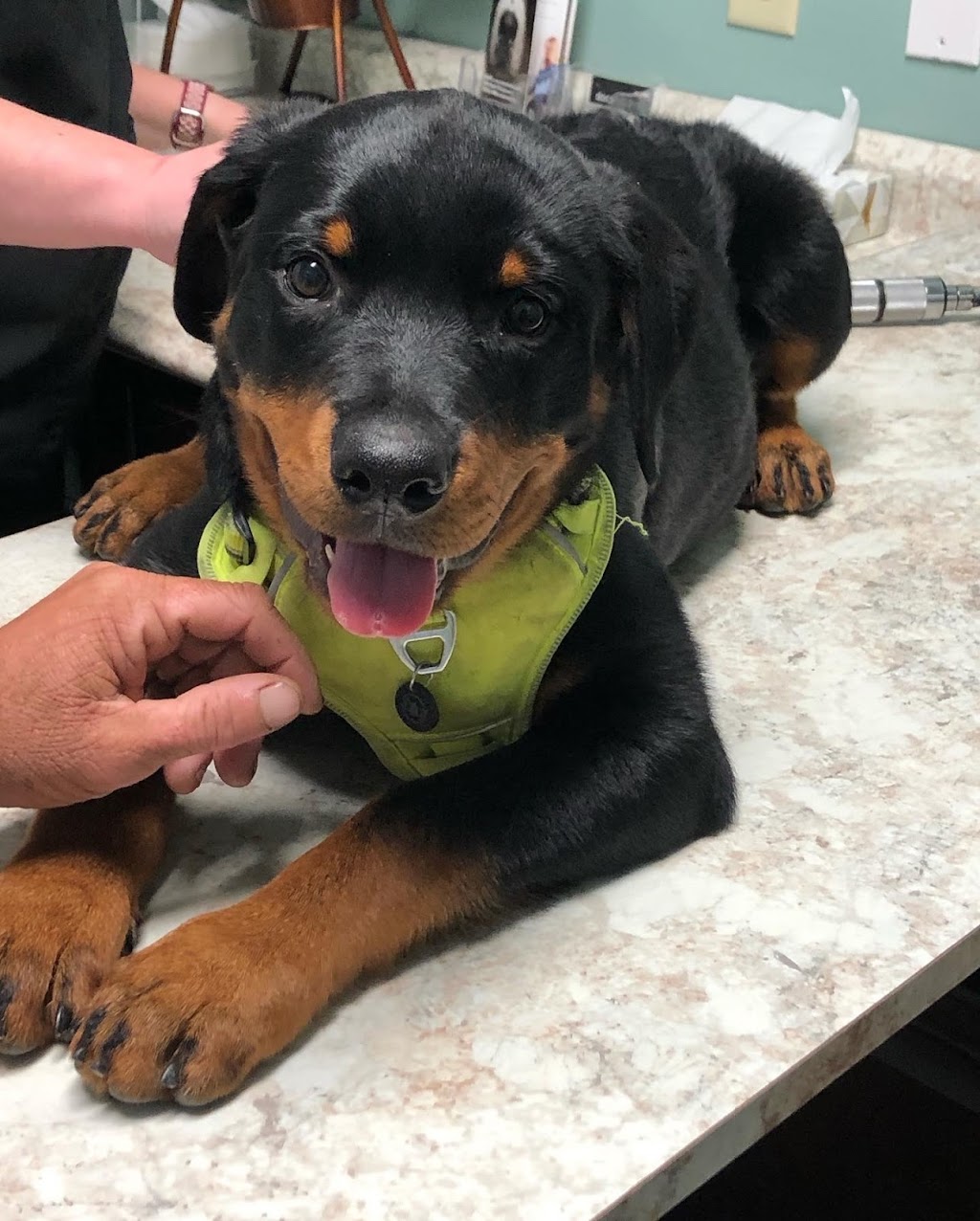 Bethel Community Pet Hospital | 680 W Plane St, Bethel, OH 45106, USA | Phone: (513) 734-7297