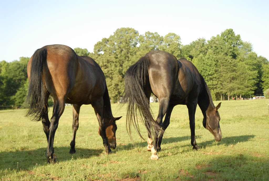 Canter Hill Stables, Inc | 6853 US-158, Stokesdale, NC 27357, USA | Phone: (336) 447-3939