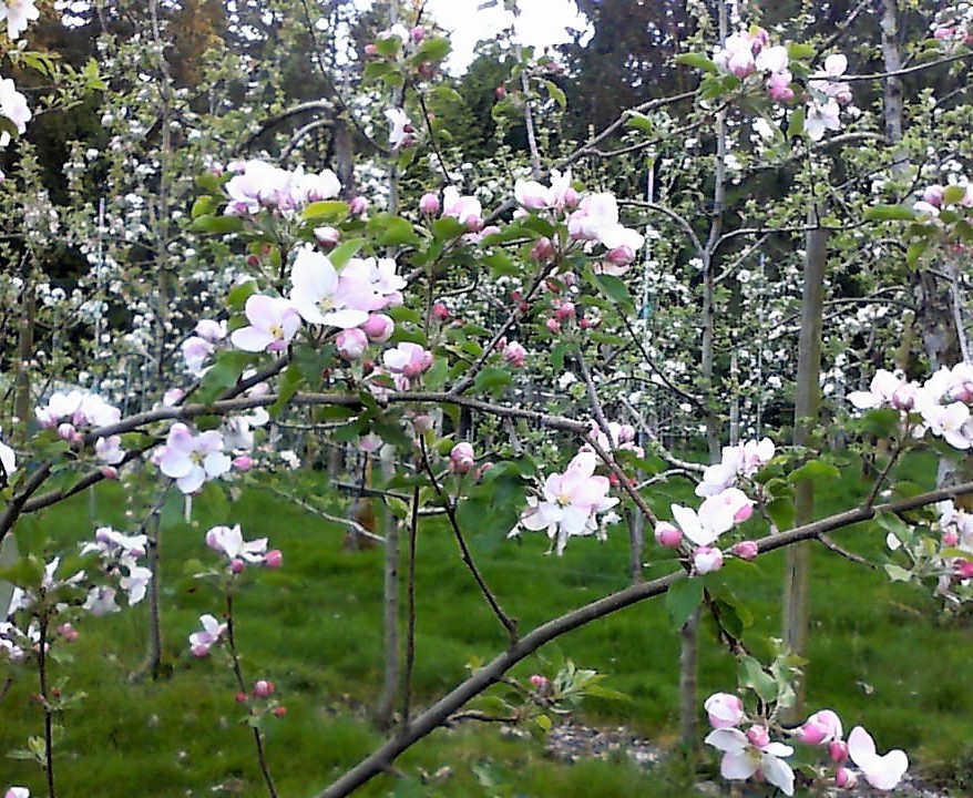 Butlers Farm | 3414 137th St NW, Gig Harbor, WA 98332, USA | Phone: (253) 241-9594