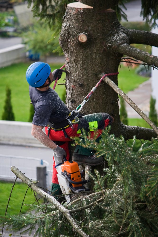 NYC Tree Trimming & Removal Corp | 40 Wall St 52nd Floor, New York, NY 10005, United States | Phone: (212) 882-1379