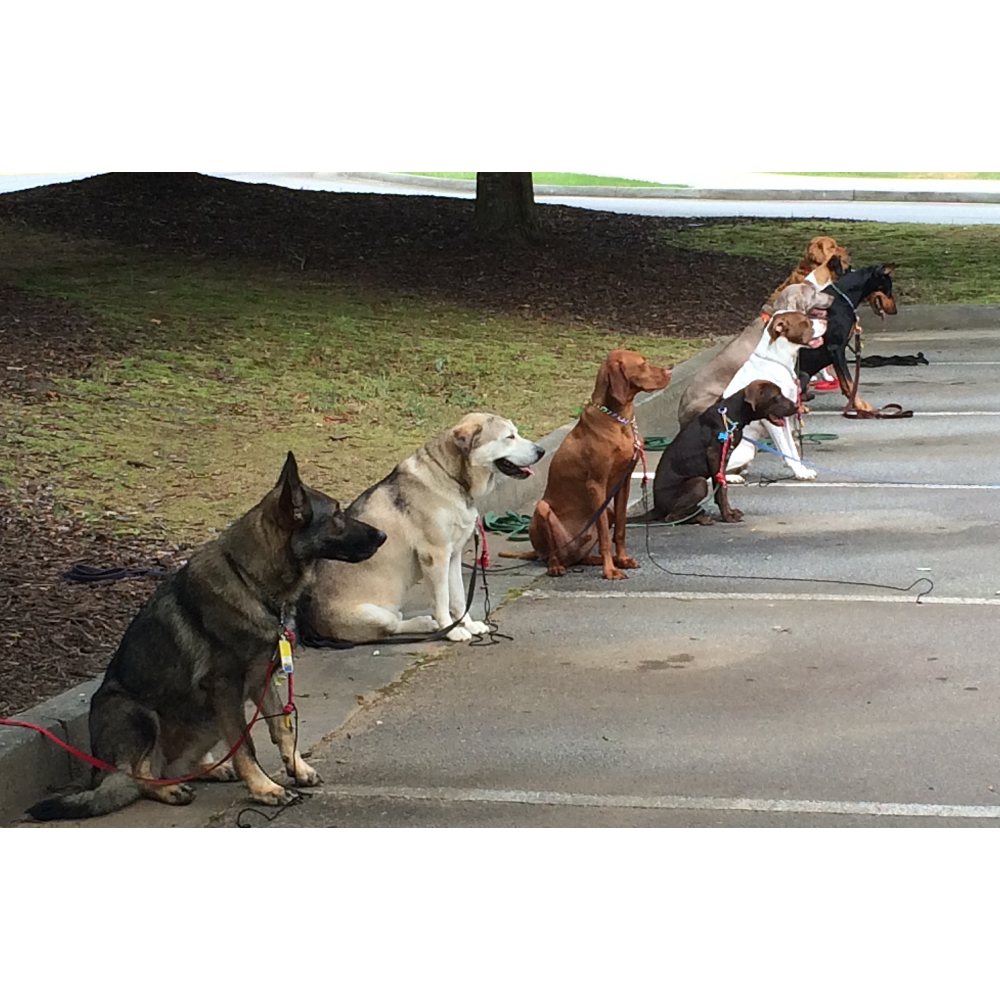 Jo-Thors Dog Trainers Academy | 151 Arrowood Ct, Alpharetta, GA 30009, USA | Phone: (770) 667-0334