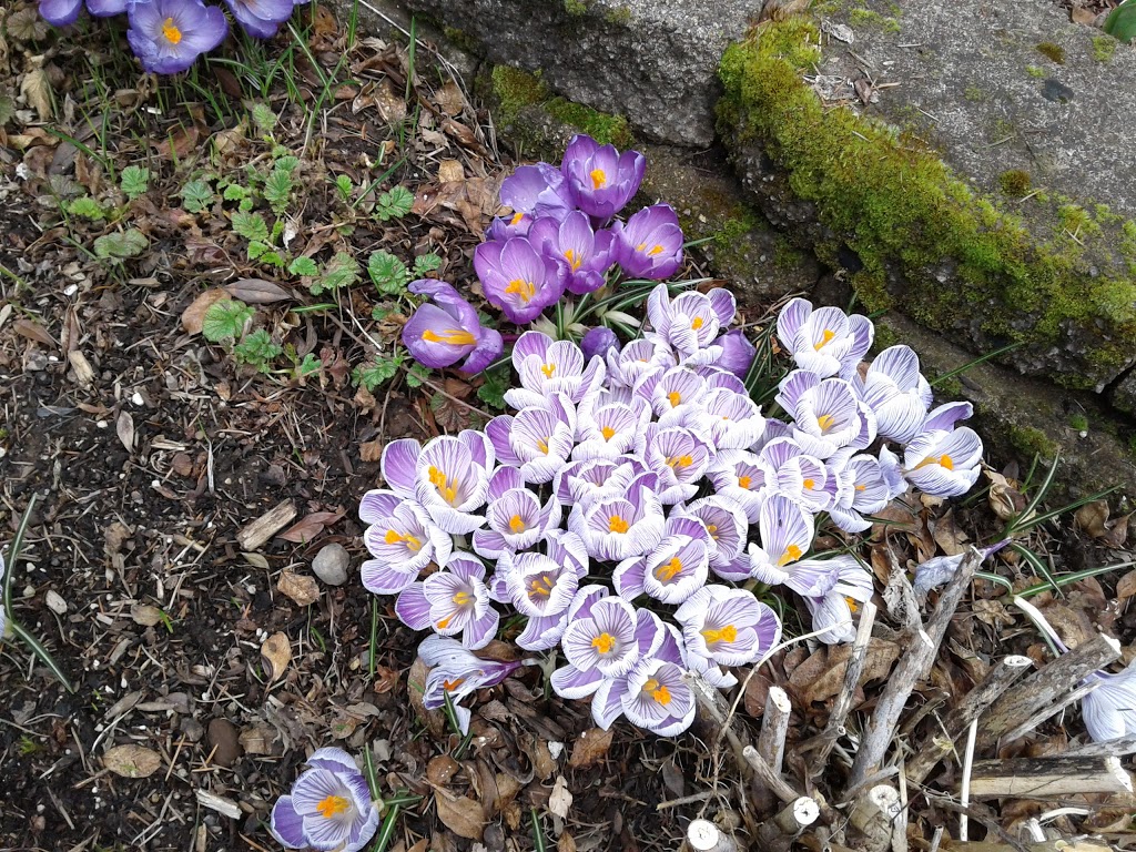 East Holladay Park and Dog Park | 12999 NE Holladay St, Portland, OR 97230, USA | Phone: (503) 823-7529