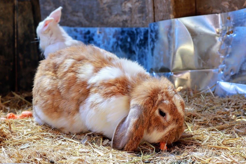 Gilroy Ostrich Farm | 5560 Pacheco Pass Hwy, Gilroy, CA 95020, USA | Phone: (866) 996-7373