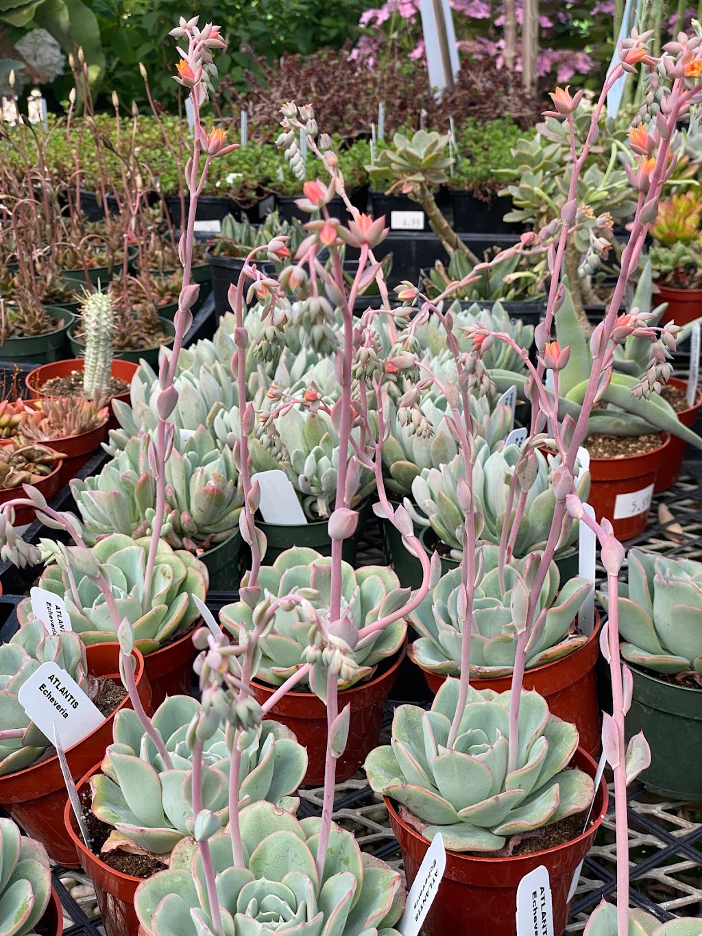 Fair Oaks Boulevard Nursery | 4681 Fair Oaks Blvd, Sacramento, CA 95864, USA | Phone: (916) 483-1830