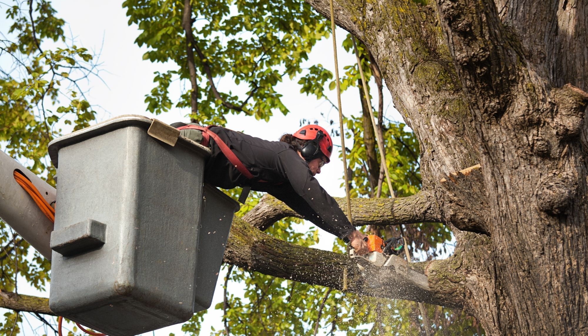 Oaks City Tree Removal Co | 3100 Smoketree Ct, Raleigh, NC 27604, United States | Phone: (984) 409-9391