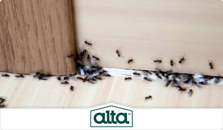 Alta Pest Control | 101 Sherlake Ln #104, Knoxville, TN 37922, United States | Phone: (866) 201-7787