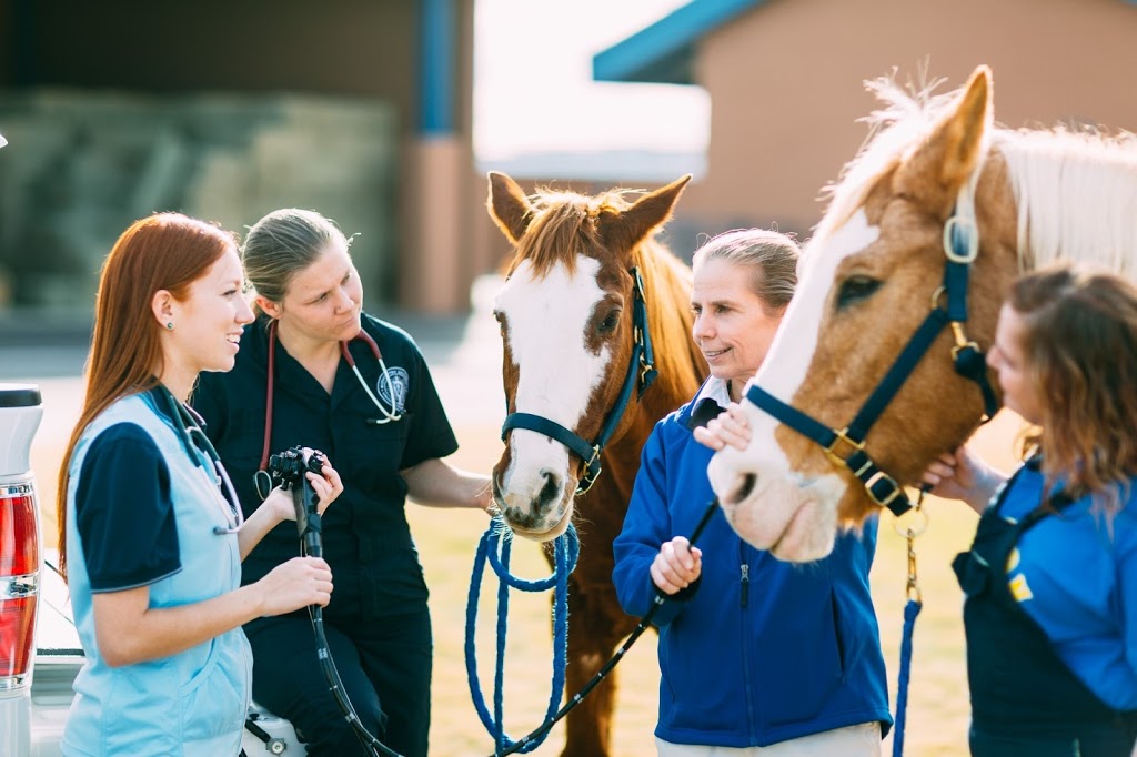 Midwestern University Equine and Bovine Center | 5725 W Utopia Rd, Glendale, AZ 85308, USA | Phone: (623) 806-7575