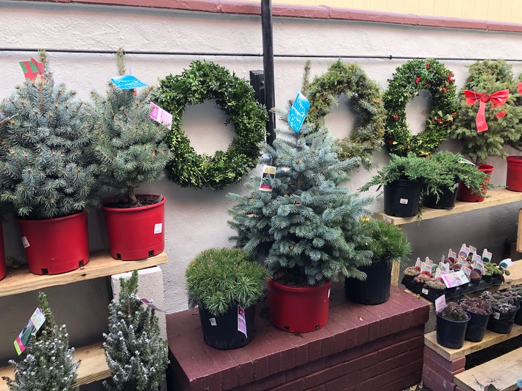 mossy fern - garden center and floral shop | 579 Warburton Ave #4, Hastings-On-Hudson, NY 10706, USA | Phone: (914) 236-0922