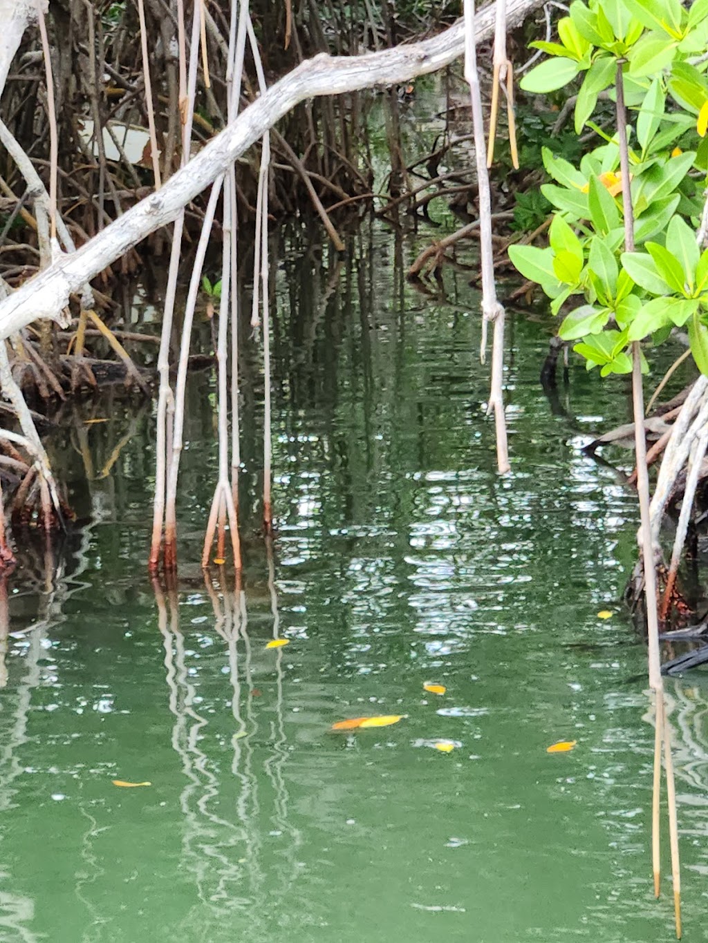 Capt. Sterlings Everglades Tour | Dolphins Plus, 101900 Overseas Hwy, Key Largo, FL 33037, USA | Phone: (305) 394-7422