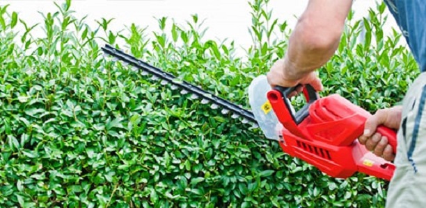 DreamWorks Tree Service | 8799 Concession Rd 5, Uxbridge, ON L9P 1R1, Canada | Phone: (647) 924-2627