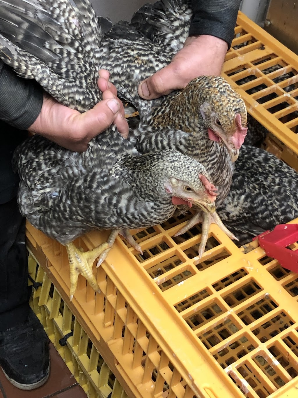 Alnour Supermarket | 8716 Michigan Ave, Detroit, MI 48210, USA | Phone: (313) 582-3122