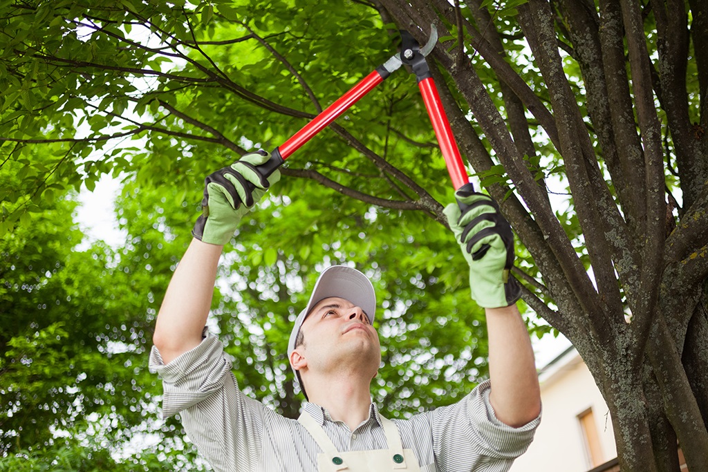 Whiskey Town Tree Service | 4408 Knoxville Ave, Peoria, IL 61614 | Phone: (309) 322-7862