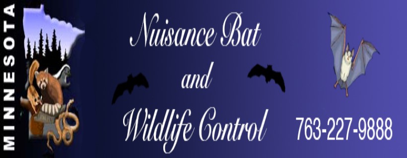 Nuisance Bat & Wildlife Control | 641 Glenwood Ave E, Big Lake, MN 55309, USA | Phone: (763) 227-9888