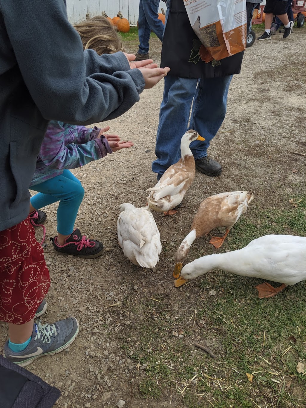 Hermanson Pumpkin Patch | 127 County Hwy N, Edgerton, WI 53534, USA | Phone: (608) 751-9334