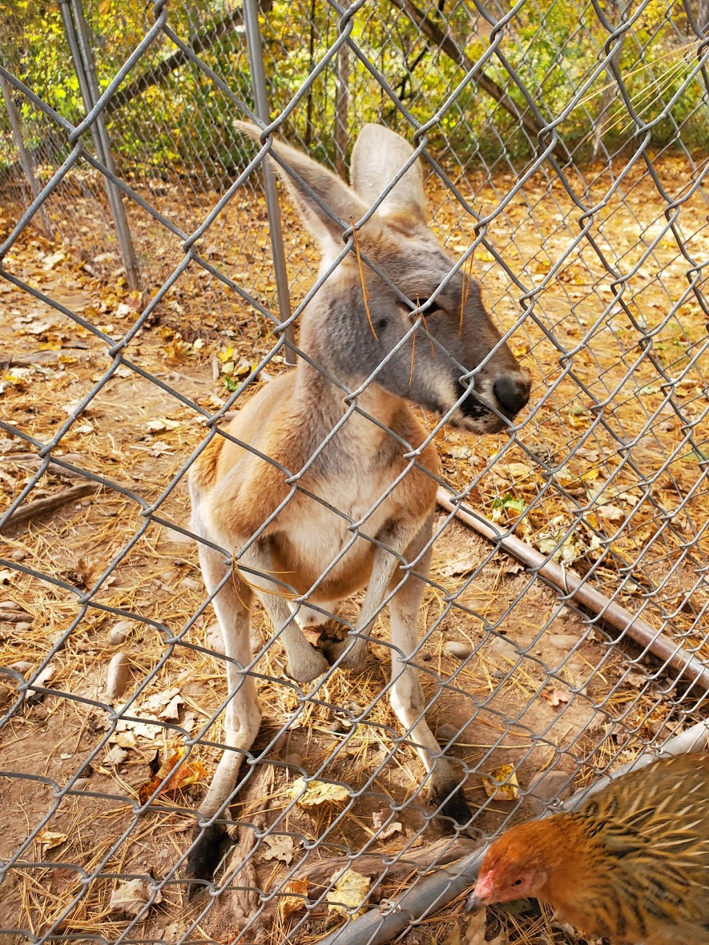 Bailiwick Animal Park and Riding Stables | 118 Castle Rd, Catskill, NY 12414, USA | Phone: (518) 678-5665