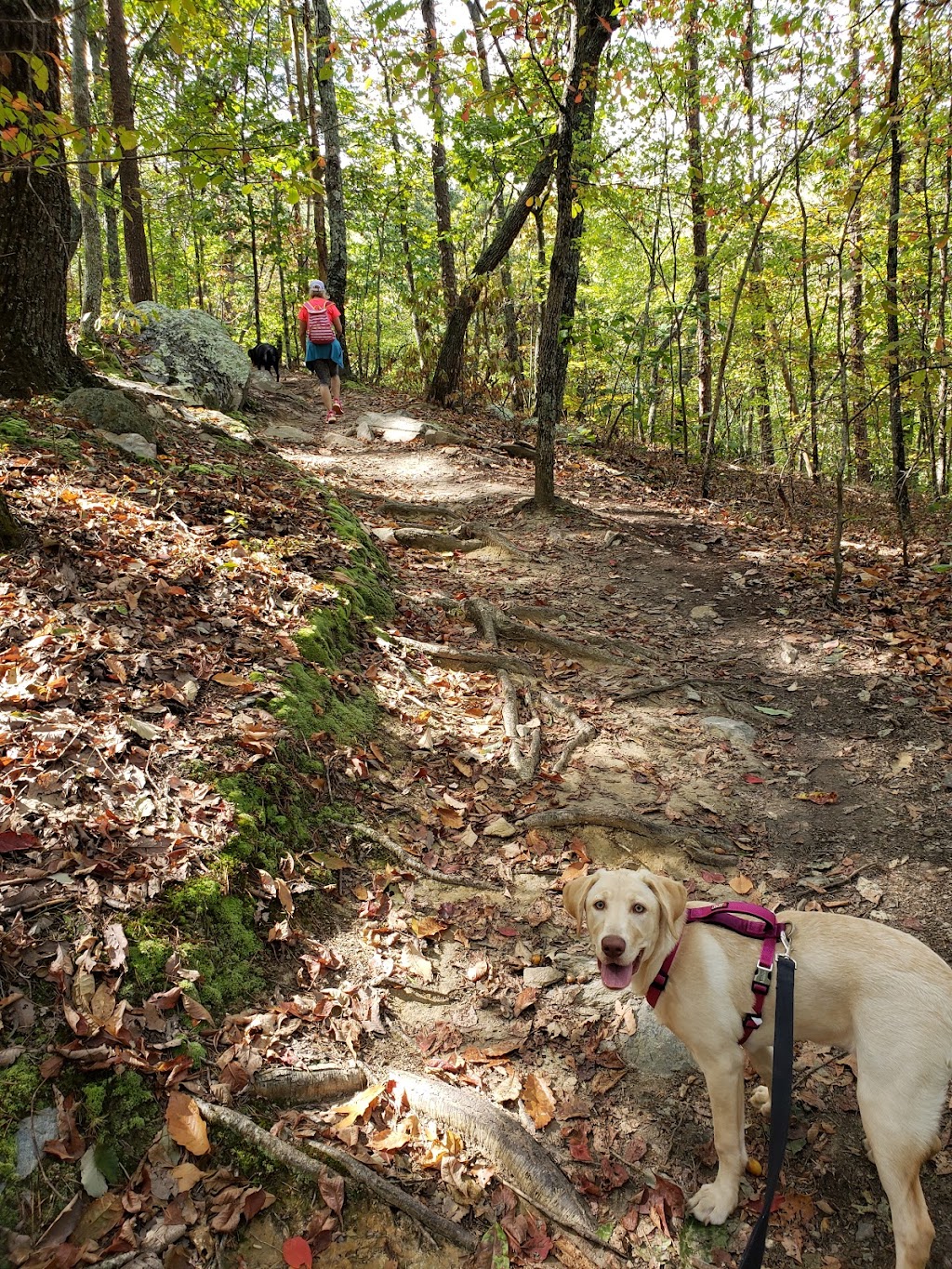 Pine Mountain Trail, Spur 20 Parking & Trailhead | Co Rd 294N, Cartersville, GA 30121, USA | Phone: (770) 387-5625