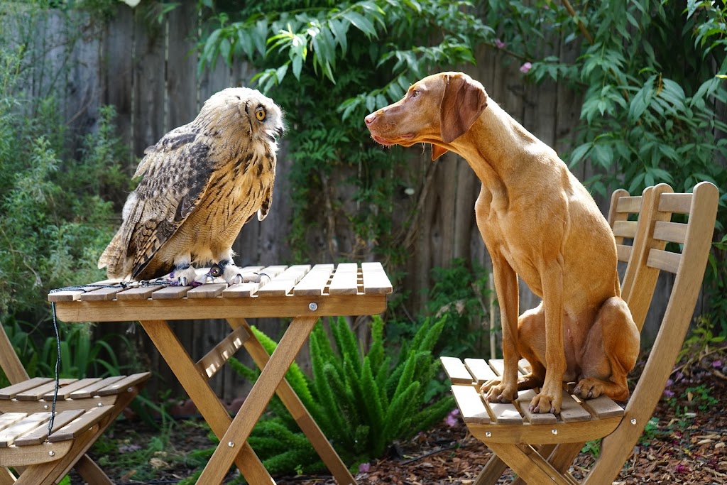 Hawk On Hand Falconry | 4235 Monterey Rd, Los Angeles, CA 90032, USA | Phone: (845) 532-5401