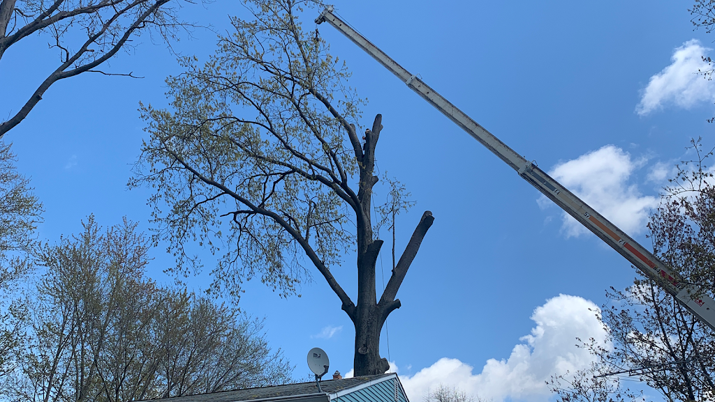 Monaco Tree & Crane Services | 4990 Lane Rd, Perry, OH 44081, USA | Phone: (440) 669-9371