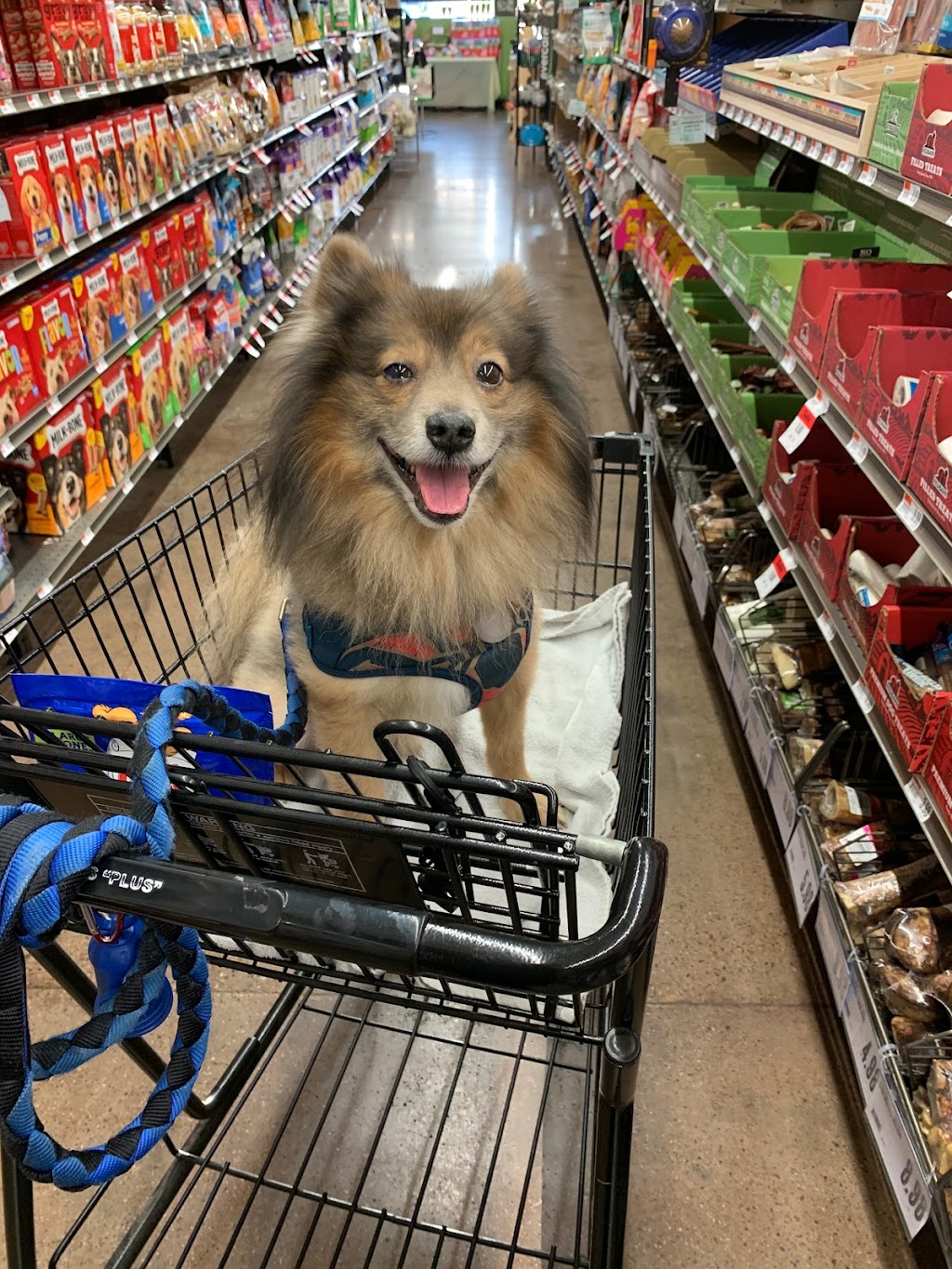 Pet Supplies Plus Dallas - Greenville Ave | 1704 Greenville Ave, Dallas, TX 75206, USA | Phone: (469) 249-8210