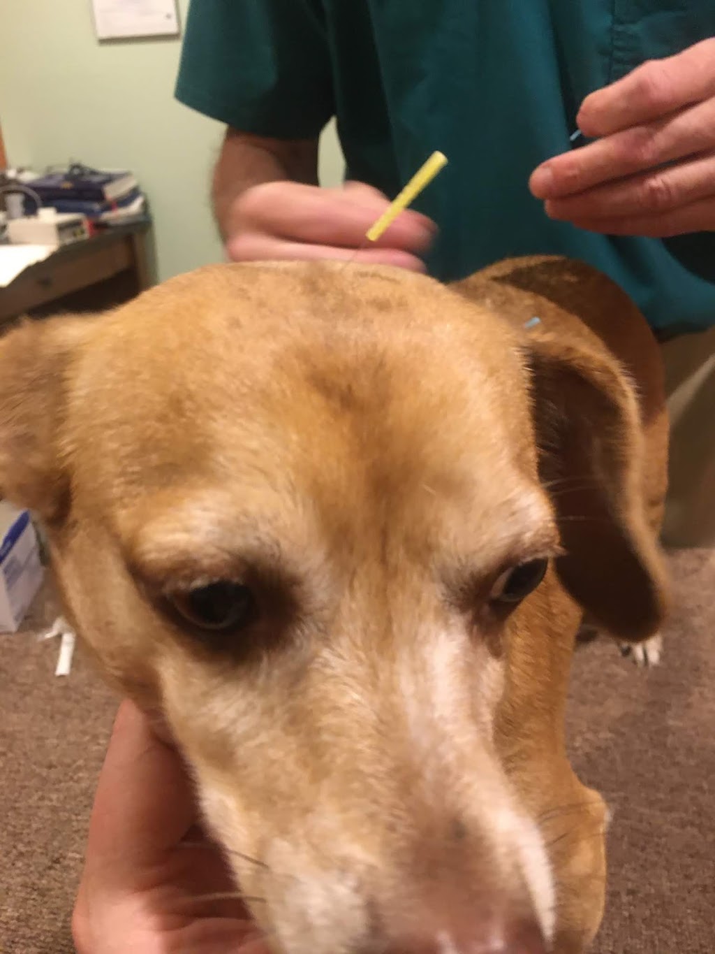 Animal Acupuncture Westside | 1111 Alameda Blvd NW Ste E, Albuquerque, NM 87114, USA | Phone: (505) 312-7454