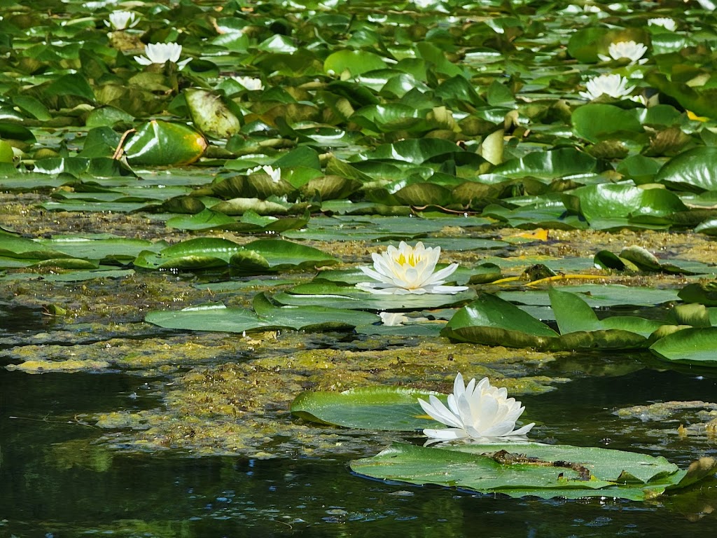 Lake of the Isles Park | 2500 Lake of the Isles Pkwy E, Minneapolis, MN 55405, USA | Phone: (612) 230-6400