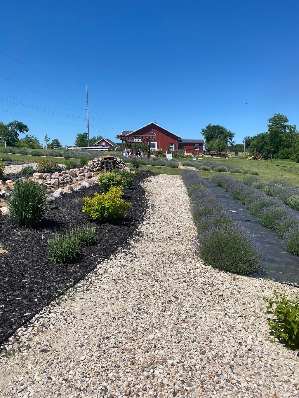 New Life Lavender & Cherry Farm | E10766 County Rd W, Baraboo, WI 53913, USA | Phone: (608) 477-4023