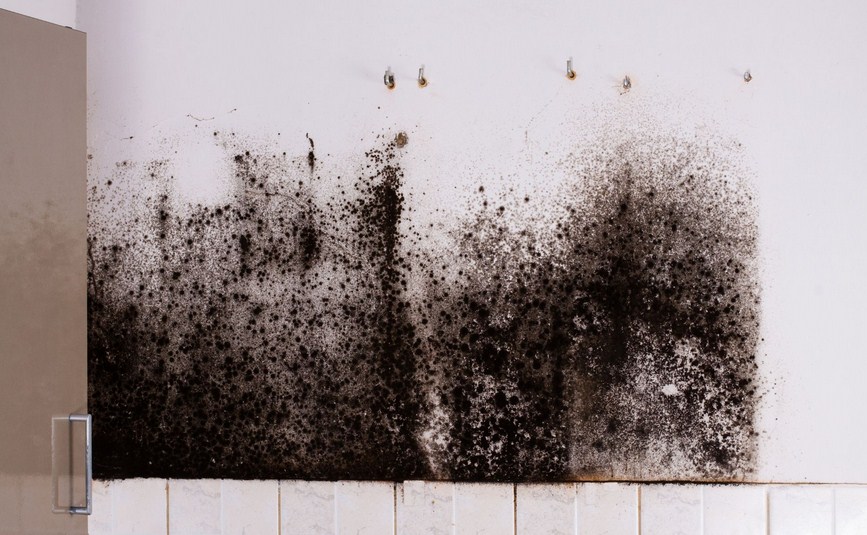 Mold Experts of Columbia | 2105 Santee Ave, Columbia, SC 29205, United States | Phone: (803) 784-4834