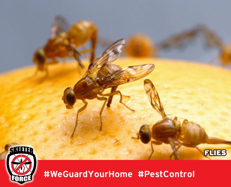 Skeeter Force LLC | 140 Golden Pheasant Dr, Slidell, LA 70461, USA | Phone: (985) 774-1189