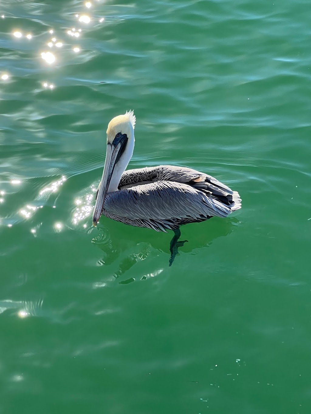 City Pier Park | 103 N Bay Blvd, Anna Maria, FL 34216, USA | Phone: (941) 778-1541