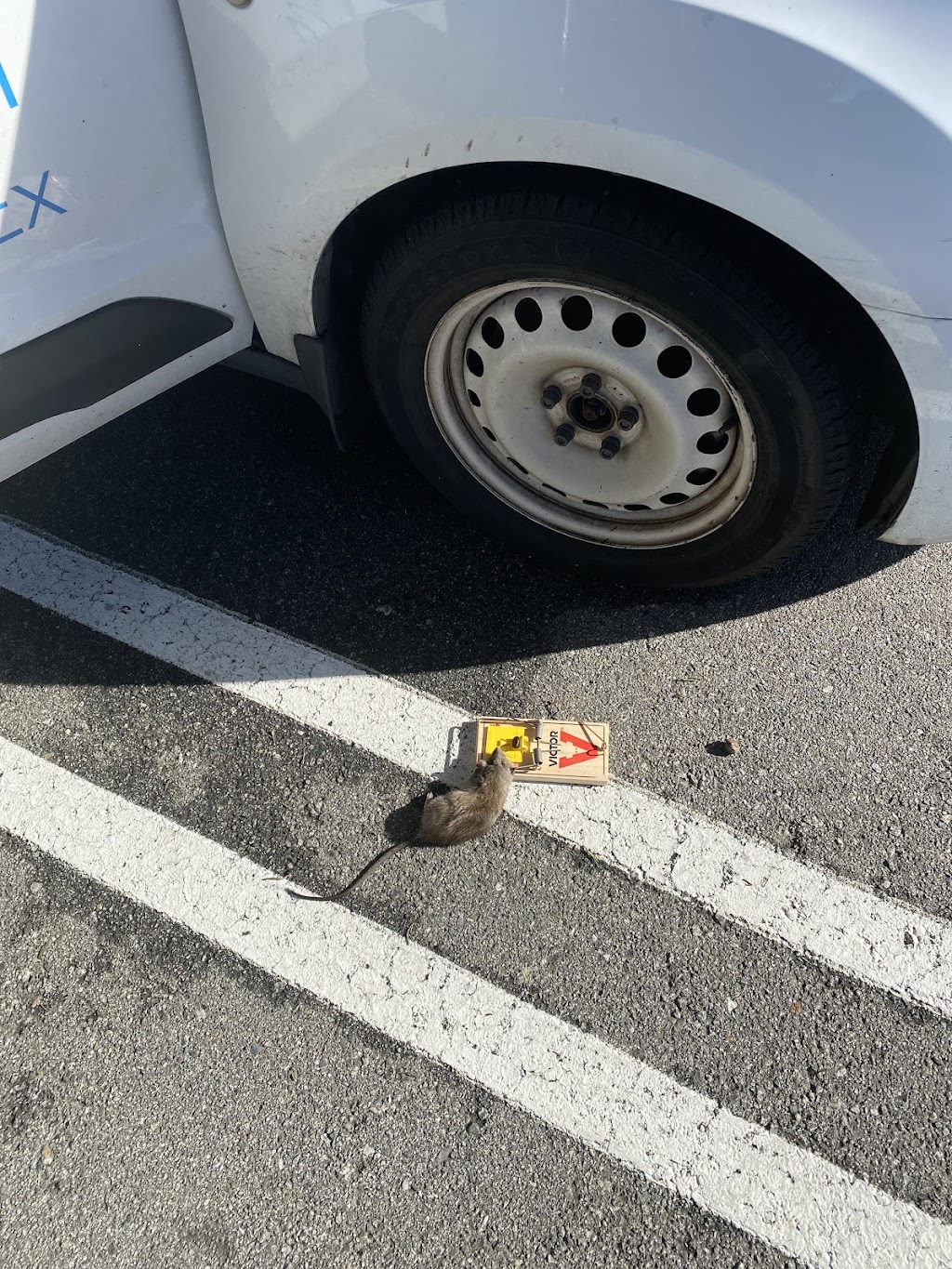 Mousebusterz, Inc, | 60 Franciscan Dr, Daly City, CA 94014, USA | Phone: (415) 735-1990